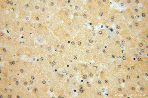 [16925-1-AP-20UL] HSD17B7 Polyclonal antibody