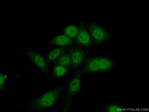 [16931-1-AP-20UL] EAPP Polyclonal antibody
