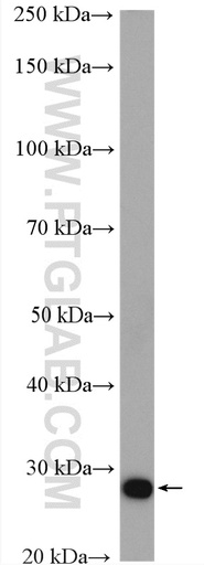 [16942-1-AP-20UL] MOBKL2A Polyclonal antibody