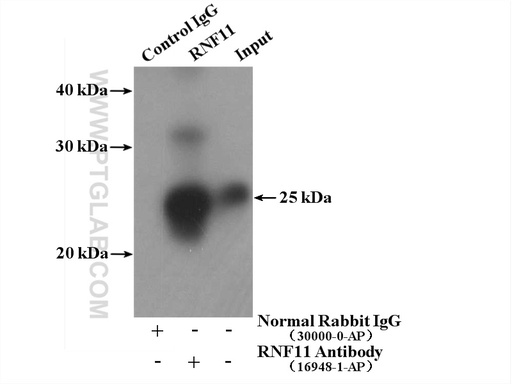 [16948-1-AP-150UL] RNF11 Polyclonal antibody