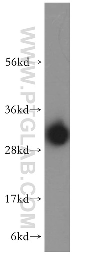 [16957-1-AP-20UL] MTERF Polyclonal antibody