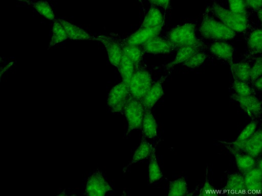 [16958-1-AP-20UL] SYF2 Polyclonal antibody
