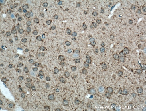 [16971-1-AP-20UL] GAP43 Polyclonal antibody