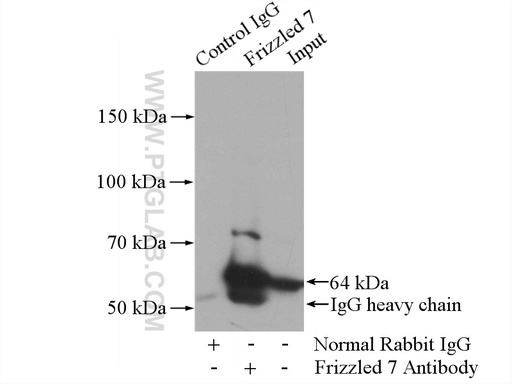 [16974-1-AP-150UL] Frizzled 7 Polyclonal antibody