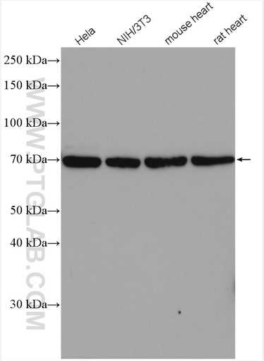 [16977-1-AP-150UL] SGOL1 Polyclonal antibody