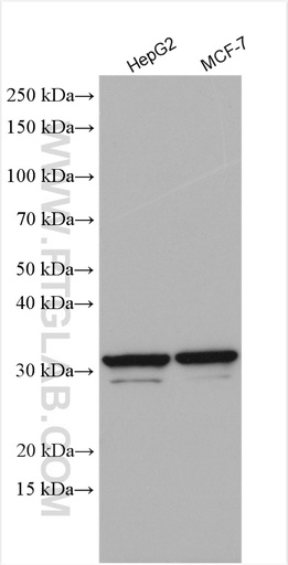 [16981-1-AP-20UL] RPL8 Polyclonal antibody