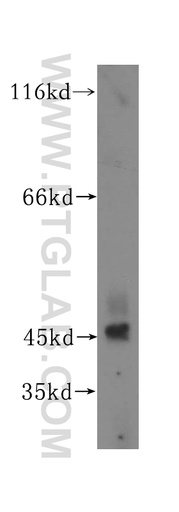 [16991-1-AP-20UL] TEX28 Polyclonal antibody