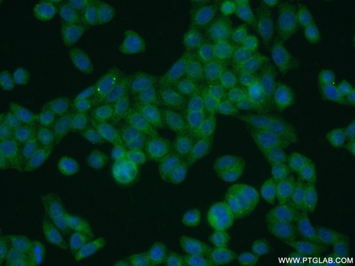 [16999-1-AP-20UL] UFSP2 Polyclonal antibody