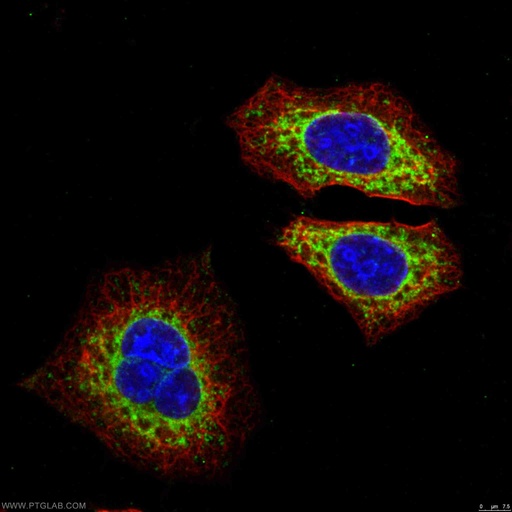 [17006-1-AP-20UL] MRPS15 Polyclonal antibody