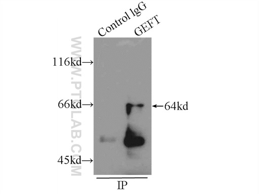 [17028-1-AP-150UL] GEFT Polyclonal antibody