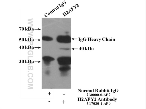 [17030-1-AP-150UL] H2AFY2 Polyclonal antibody
