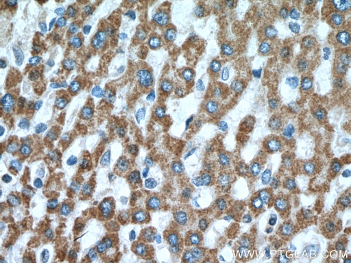 [17034-1-AP-150UL] MUT Polyclonal antibody