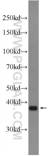 [17045-1-AP-20UL] DPPA4 Polyclonal antibody