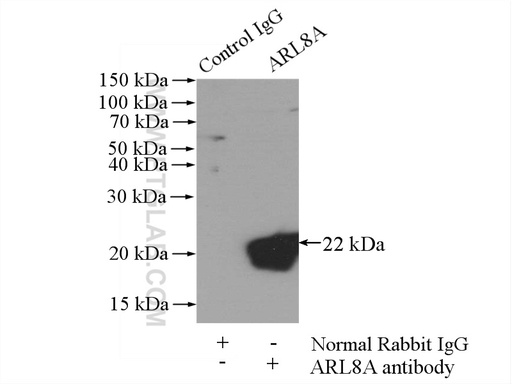[17060-1-AP-150UL] ARL8A Polyclonal antibody