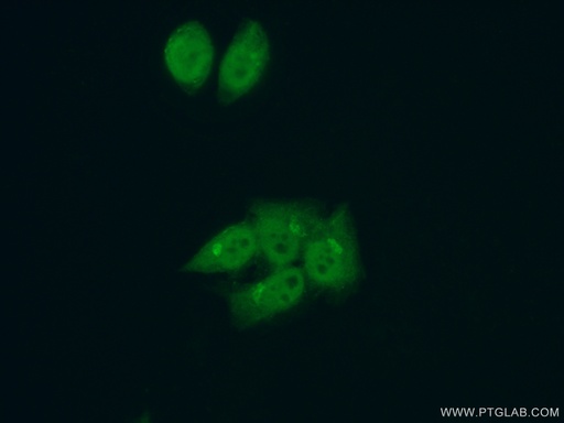 [17067-1-AP-20UL] LARP7 Polyclonal antibody