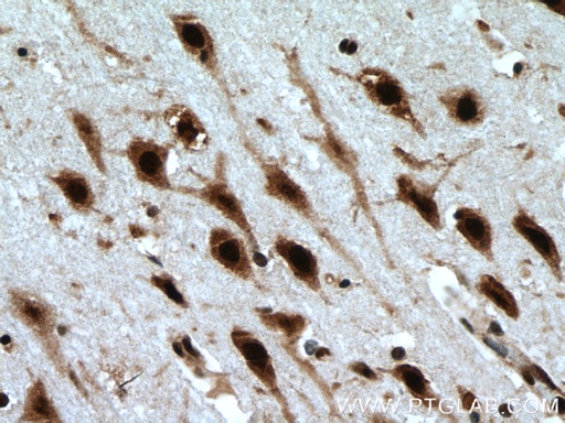 [17085-1-AP-150UL] LUC7L Polyclonal antibody