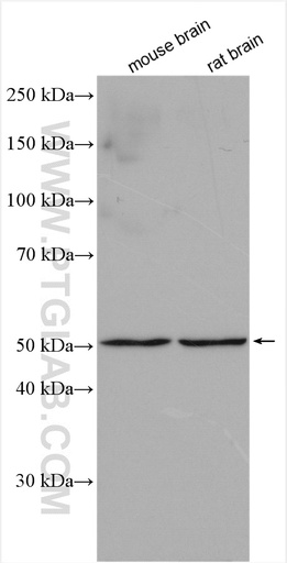 [17095-1-AP-150UL] TMEM5 Polyclonal antibody