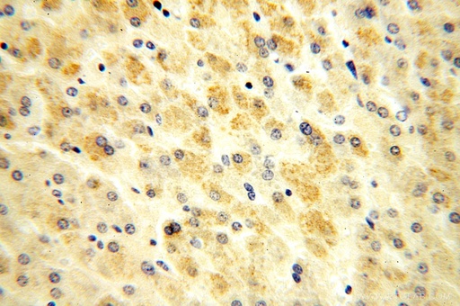 [17110-1-AP-20UL] OGDHL Polyclonal antibody