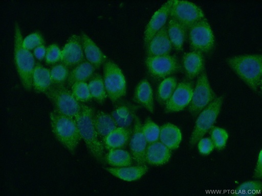 [17112-1-AP-150UL] PERLD1 Polyclonal antibody