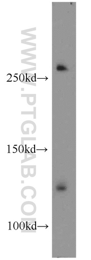 [17137-1-AP-150UL] RBM12B Polyclonal antibody