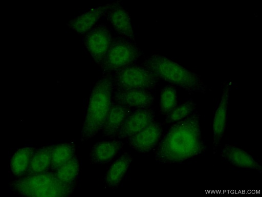 [17139-1-AP-150UL] FBXL13 Polyclonal antibody