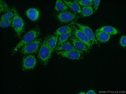 [17150-1-AP-20UL] YARS2 Polyclonal antibody