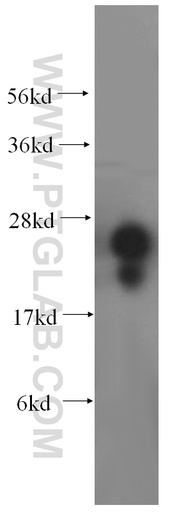 [17184-1-AP-150UL] METTL11A Polyclonal antibody