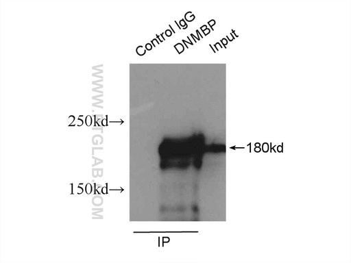 [17191-1-AP-150UL] DNMBP Polyclonal antibody