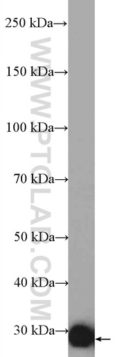 [17196-1-AP-20UL] HAGH Polyclonal antibody