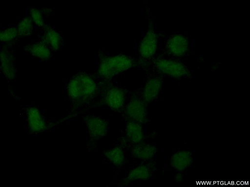 [17220-1-AP-20UL] RBM11 Polyclonal antibody