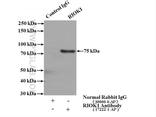 [17222-1-AP-150UL] RIOK1 Polyclonal antibody