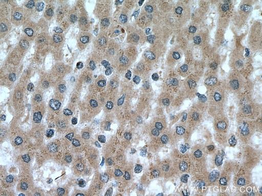 [17233-1-AP-150UL] RNF41 Polyclonal antibody
