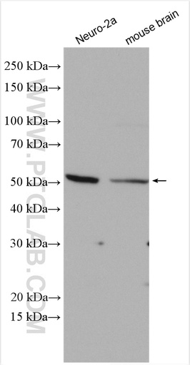 [17240-1-AP-20UL] NSUN6 Polyclonal antibody