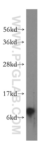 [17257-1-AP-150UL] NDUFA3 Polyclonal antibody