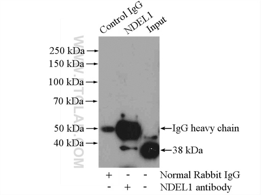 [17262-1-AP-150UL] NDEL1 Polyclonal antibody