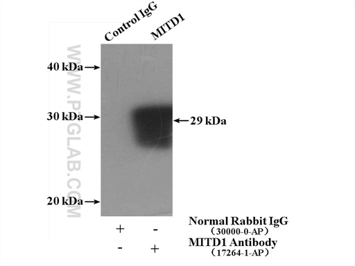 [17264-1-AP-150UL] MITD1 Polyclonal antibody