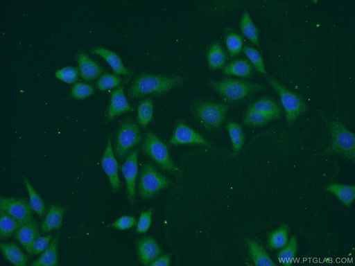 [17266-1-AP-20UL] TEX11 Polyclonal antibody