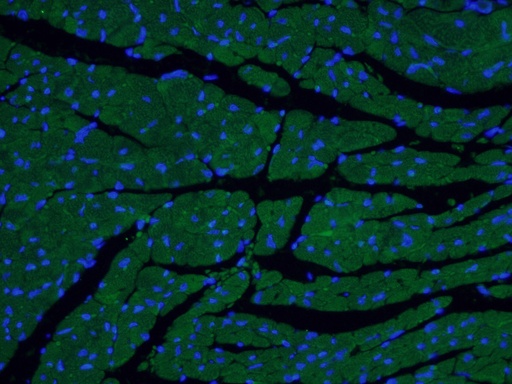 [17283-1-AP-150UL] MYL7 Polyclonal antibody