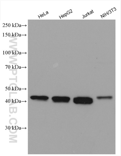 [17294-1-AP-150UL] TRMT10A Polyclonal antibody