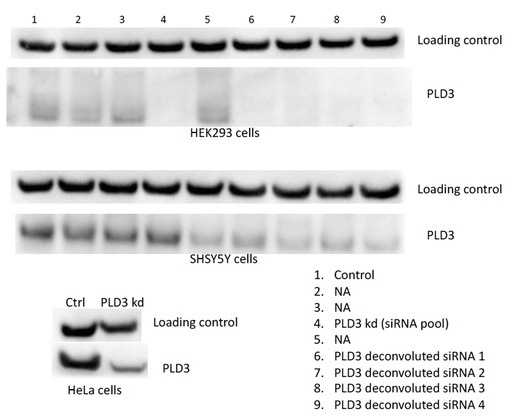 [17327-1-AP-150UL] PLD3 Polyclonal antibody