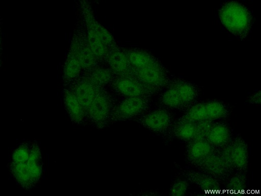 [17372-1-AP-20UL] TEX10 Polyclonal antibody