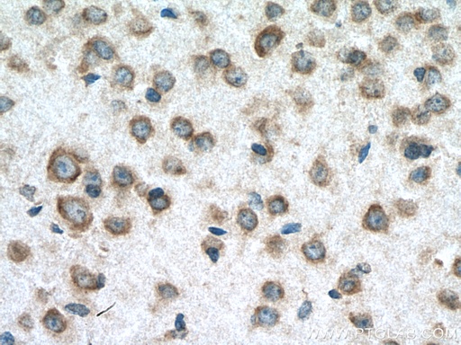 [17374-1-AP-20UL] RPS29 Polyclonal antibody