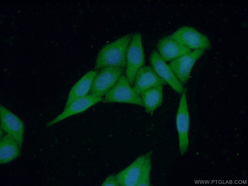 [17384-1-AP-150UL] PIGZ Polyclonal antibody
