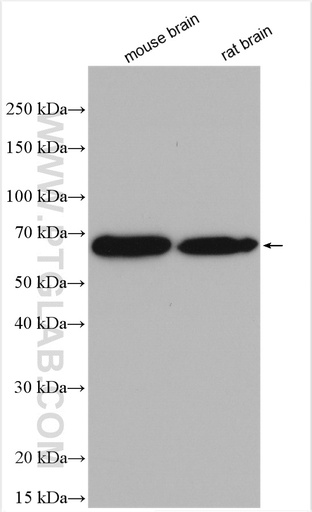 [17396-1-AP-150UL] CPNE7 Polyclonal antibody
