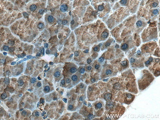 [17397-1-AP-20UL] ZG16 Polyclonal antibody