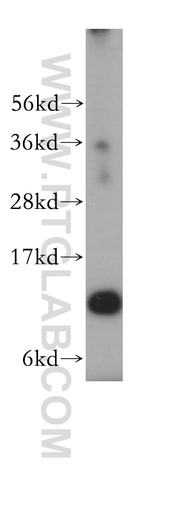 [17403-1-AP-20UL] RPL30 Polyclonal antibody