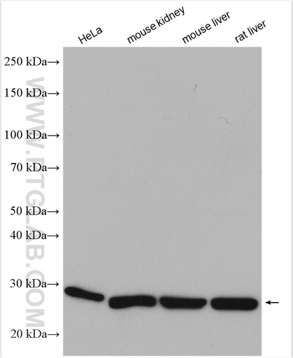 [17409-1-AP-20UL] CMBL Polyclonal antibody