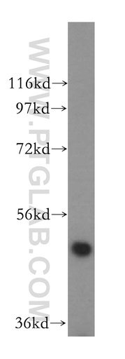[17426-1-AP-20UL] MIER2 Polyclonal antibody