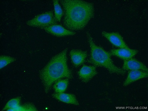 [17436-1-AP-20UL] Leptin Polyclonal antibody