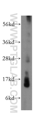 [17443-1-AP-150UL] LYZL4 Polyclonal antibody